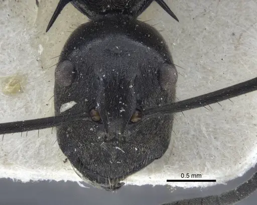 Polyrhachis rufofemorata specimen CASENT0916636 image casent0916636_2