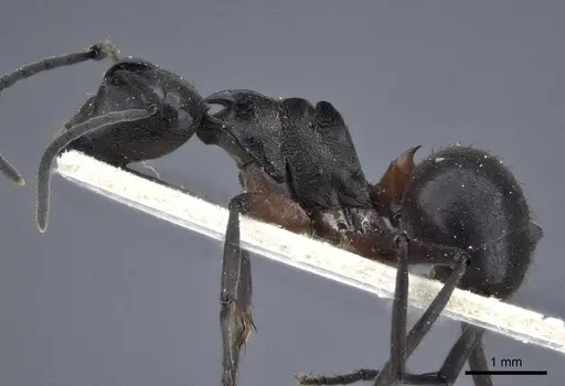 Polyrhachis rufofemorata specimen CASENT0916636 image casent0916636_3