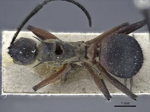 Polyrhachis rufofemorata specimen CASENT0916637 image casent0916637_1