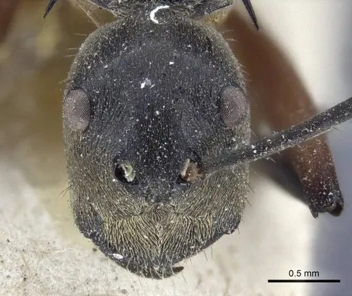 Polyrhachis rufofemorata specimen CASENT0916637 image casent0916637_2