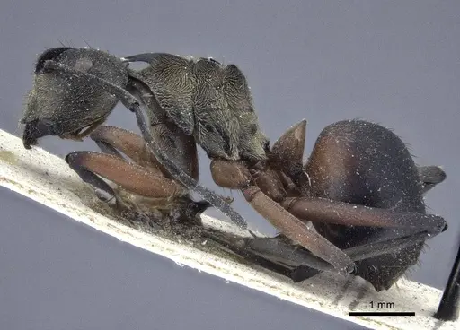 Polyrhachis rufofemorata specimen CASENT0916637 image casent0916637_3