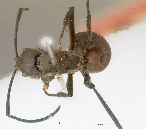 Polyrhachis rufofemorata specimen FOCOL0570 image focol0570_1