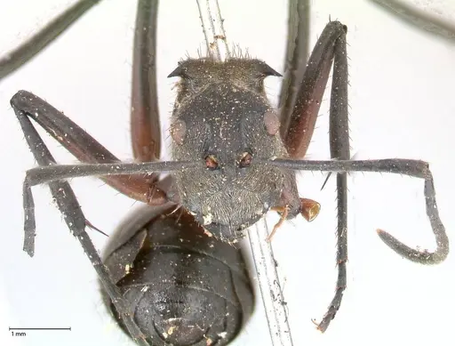 Polyrhachis rufofemorata specimen FOCOL0570 image focol0570_2