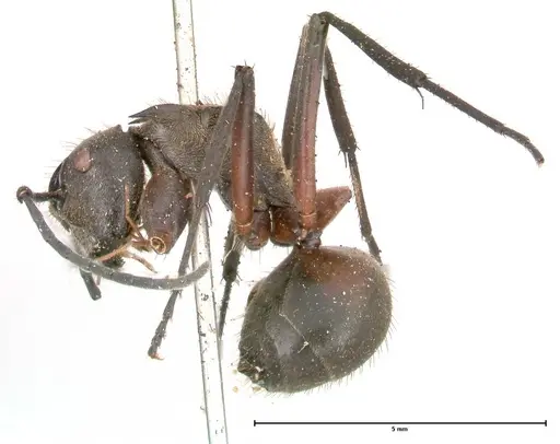 Polyrhachis rufofemorata specimen FOCOL0570 image focol0570_3