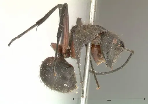 Polyrhachis rufofemorata specimen FOCOL0570 image focol0570_4