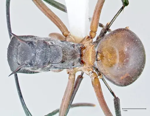 Polyrhachis rufofemorata specimen FOCOL2635-1 image focol2635-1_1