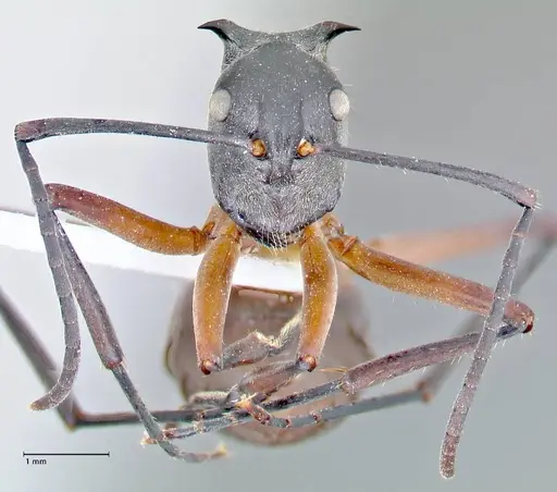 Polyrhachis rufofemorata specimen FOCOL2635-1 image focol2635-1_2