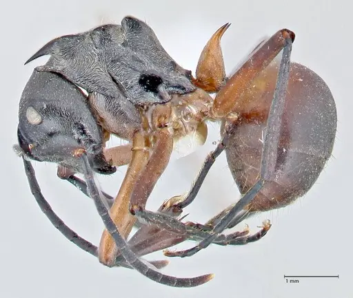 Polyrhachis rufofemorata specimen FOCOL2635-1 image focol2635-1_3