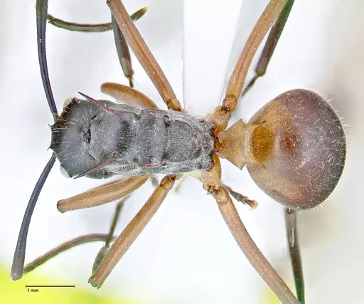 Polyrhachis rufofemorata specimen FOCOL2635-2 image focol2635-2_1