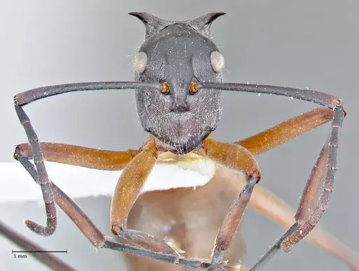 Polyrhachis rufofemorata specimen FOCOL2635-2 image focol2635-2_2