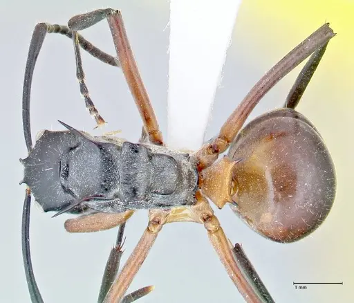 Polyrhachis rufofemorata specimen FOCOL2636-1 image focol2636-1_1
