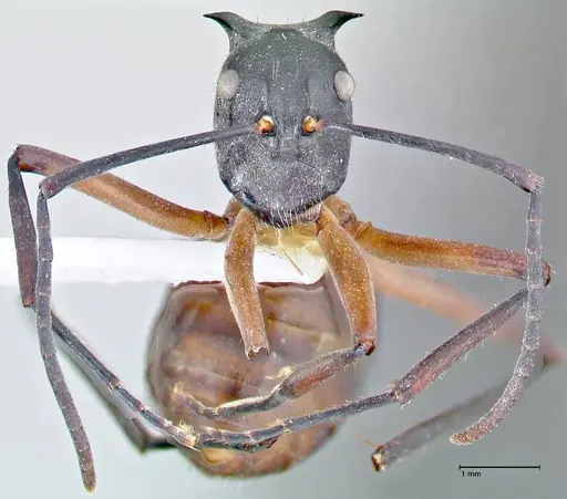 Polyrhachis rufofemorata specimen FOCOL2636-1 image focol2636-1_2
