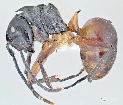 Polyrhachis rufofemorata specimen FOCOL2636-1 image focol2636-1_3