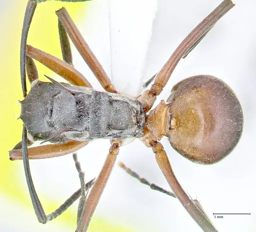 Polyrhachis rufofemorata specimen FOCOL2636-2 image focol2636-2_1