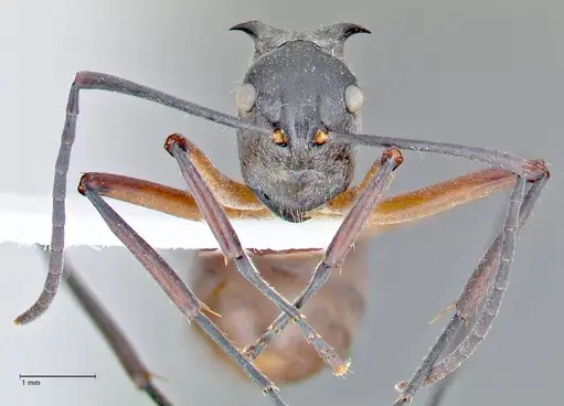 Polyrhachis rufofemorata specimen FOCOL2636-2 image focol2636-2_2