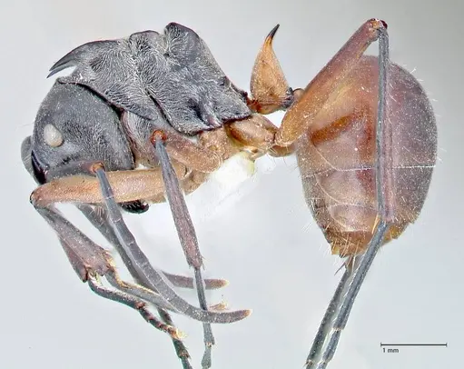 Polyrhachis rufofemorata specimen FOCOL2636-2 image focol2636-2_3