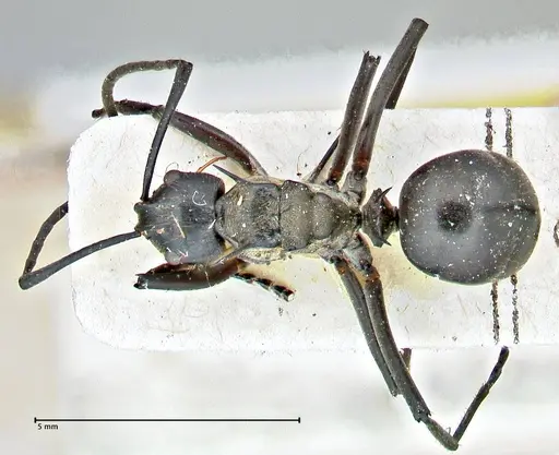 Polyrhachis rufofemorata specimen FOCOL2941 image focol2941_1