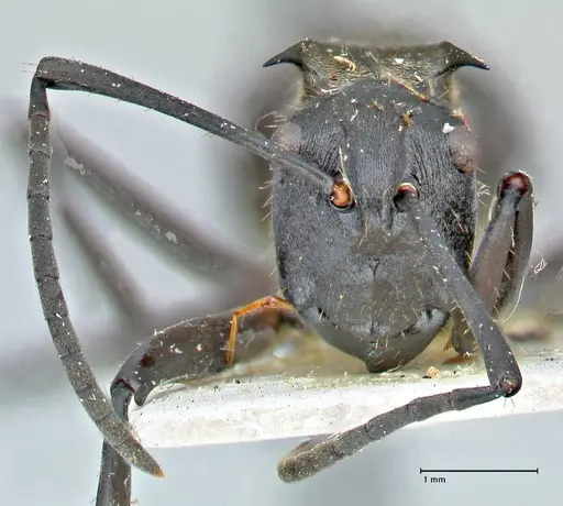 Polyrhachis rufofemorata specimen FOCOL2941 image focol2941_2