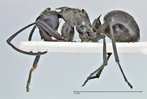 Polyrhachis rufofemorata specimen FOCOL2941 image focol2941_3