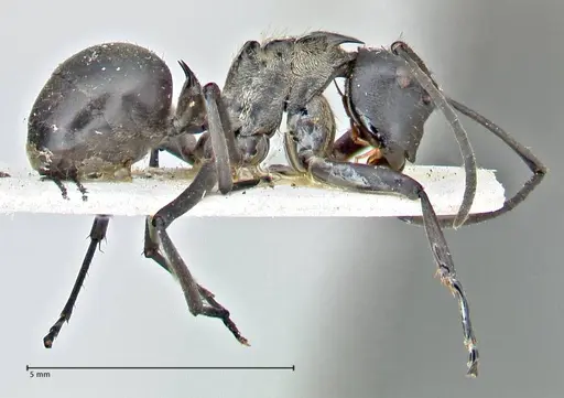 Polyrhachis rufofemorata specimen FOCOL2941 image focol2941_4