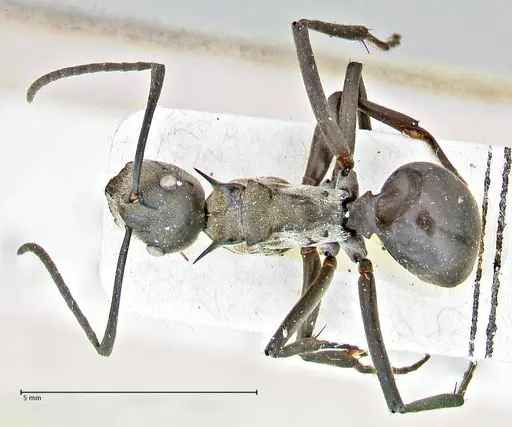 Polyrhachis rufofemorata specimen FOCOL2942 image focol2942_1