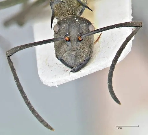 Polyrhachis rufofemorata specimen FOCOL2942 image focol2942_2