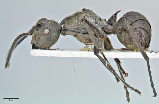 Polyrhachis rufofemorata specimen FOCOL2942 image focol2942_3