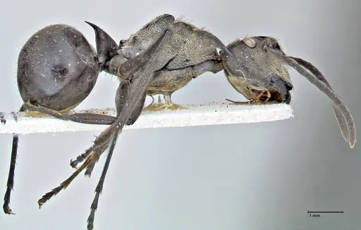 Polyrhachis rufofemorata specimen FOCOL2942 image focol2942_4
