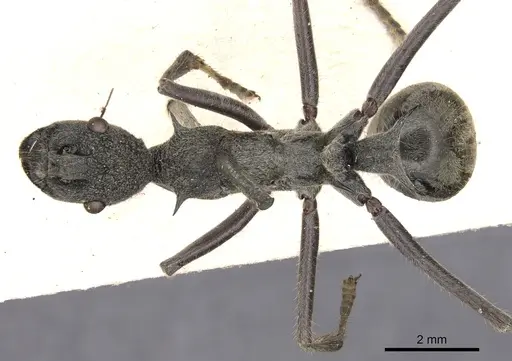 Polyrhachis rugifrons specimen CASENT0901826 image casent0901826_1