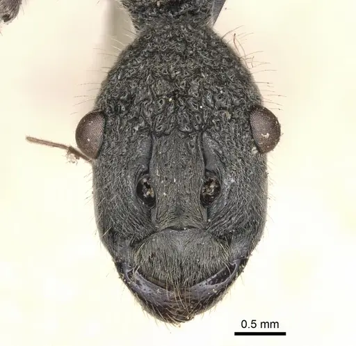 Polyrhachis rugifrons specimen CASENT0901826 image casent0901826_2