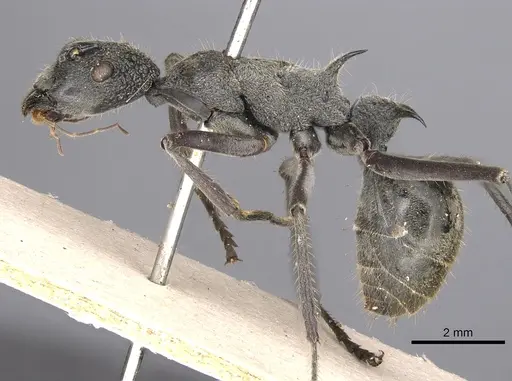 Polyrhachis rugifrons specimen CASENT0901826 image casent0901826_3