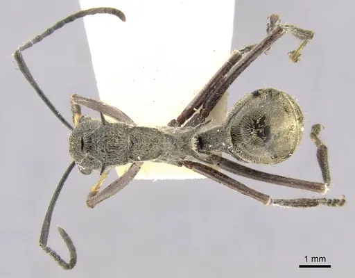 Polyrhachis rugifrons specimen CASENT0906760 image casent0906760_1