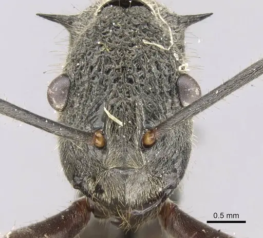Polyrhachis rugifrons specimen CASENT0906760 image casent0906760_2