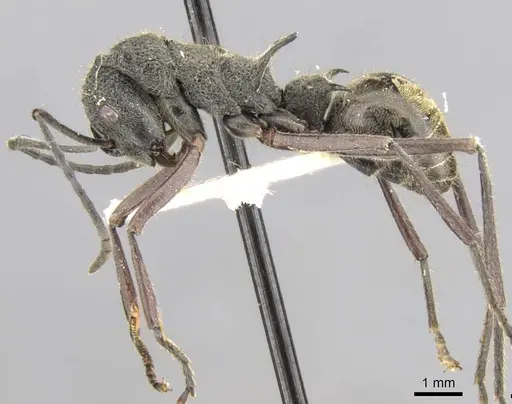 Polyrhachis rugifrons specimen CASENT0906760 image casent0906760_3