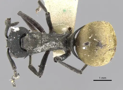 Polyrhachis rupicapra specimen CASENT0906783 image casent0906783_1