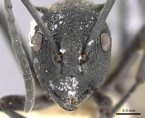 Polyrhachis rupicapra specimen CASENT0906783 image casent0906783_2