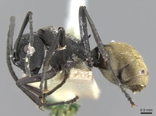 Polyrhachis rupicapra specimen CASENT0906783 image casent0906783_3