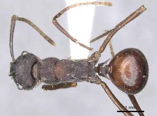 Polyrhachis rustica specimen CASENT0903357 image casent0903357_1