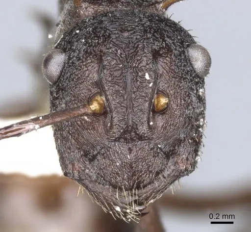 Polyrhachis rustica specimen CASENT0903357 image casent0903357_2