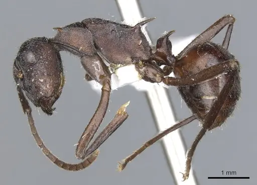 Polyrhachis rustica specimen CASENT0903357 image casent0903357_3