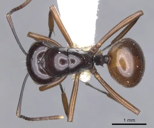 Polyrhachis rutila specimen CASENT0903421 image casent0903421_1