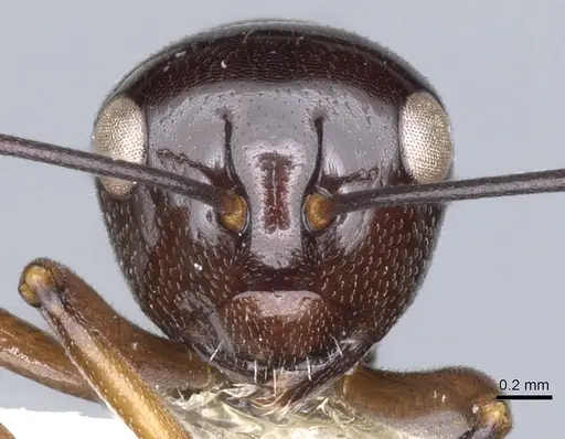 Polyrhachis rutila specimen CASENT0903421 image casent0903421_2