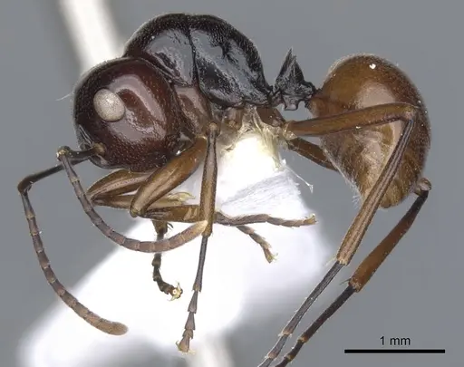 Polyrhachis rutila specimen CASENT0903421 image casent0903421_3