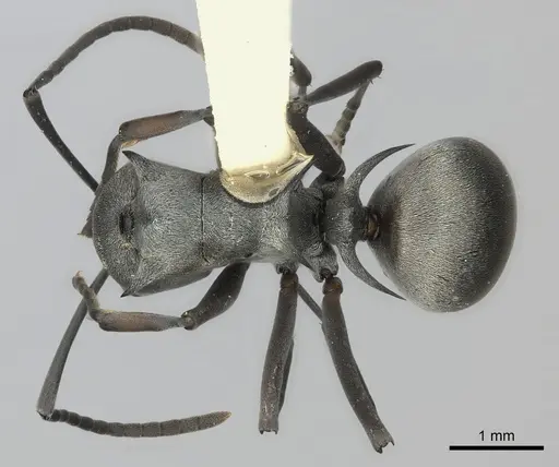 Polyrhachis saevissima specimen CASENT0217797 image casent0217797_1