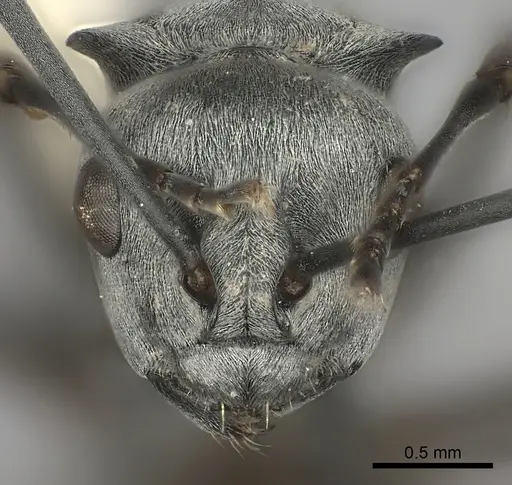 Polyrhachis saevissima specimen CASENT0217797 image casent0217797_2