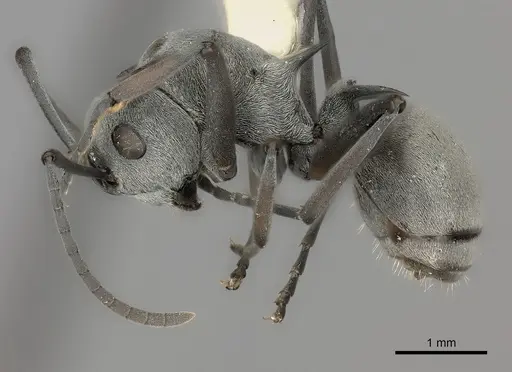 Polyrhachis saevissima specimen CASENT0217797 image casent0217797_3