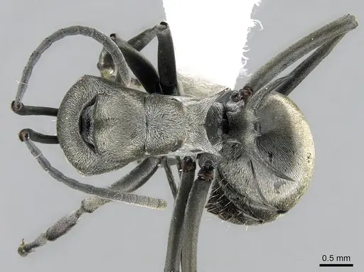 Polyrhachis saevissima specimen CASENT0281410 image casent0281410_1