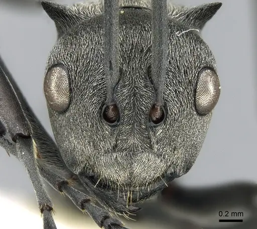Polyrhachis saevissima specimen CASENT0281410 image casent0281410_2