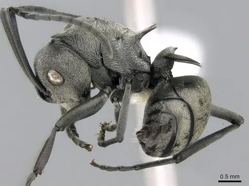 Polyrhachis saevissima specimen CASENT0281410 image casent0281410_3