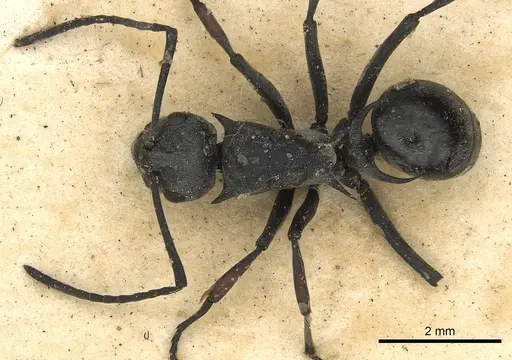Polyrhachis saevissima specimen CASENT0901833 image casent0901833_1